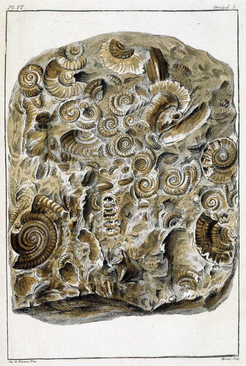 Fossili di conchiglie, Cosa c