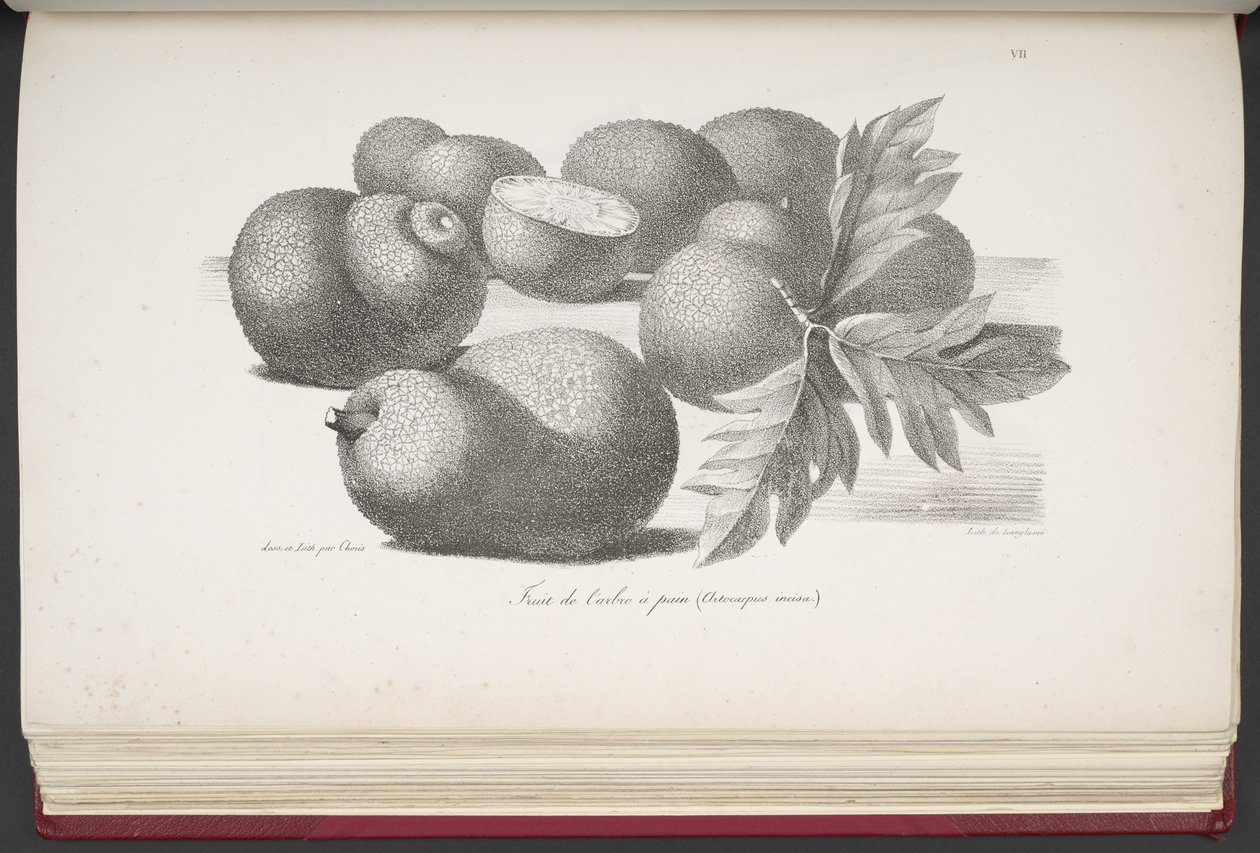 Frutta, da Voyage pittoresque autour du monde, avec des portraits de sauvages d