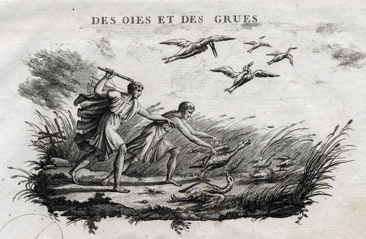 Oche e gru - Favola di Esopo (scrittore greco Esopo, VI secolo a.C.) Scritta da Guillaume Montfort e incisa da Beauble nel 1801 da French School