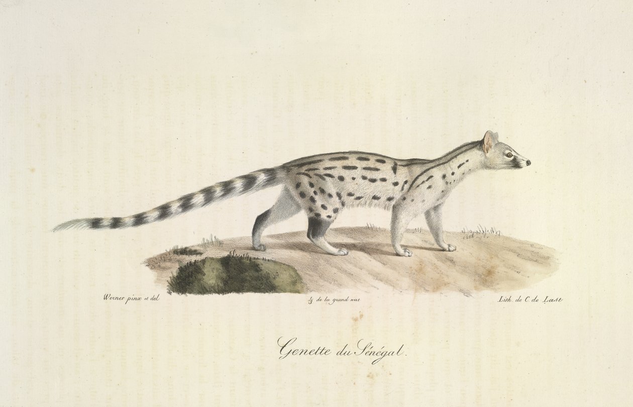 Genetta del Senegal, da Histoire Naturelle des Mammifères (litografia a colori) da French School