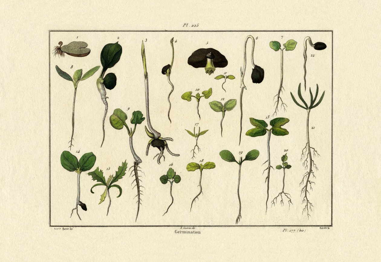 Germinazione da French School