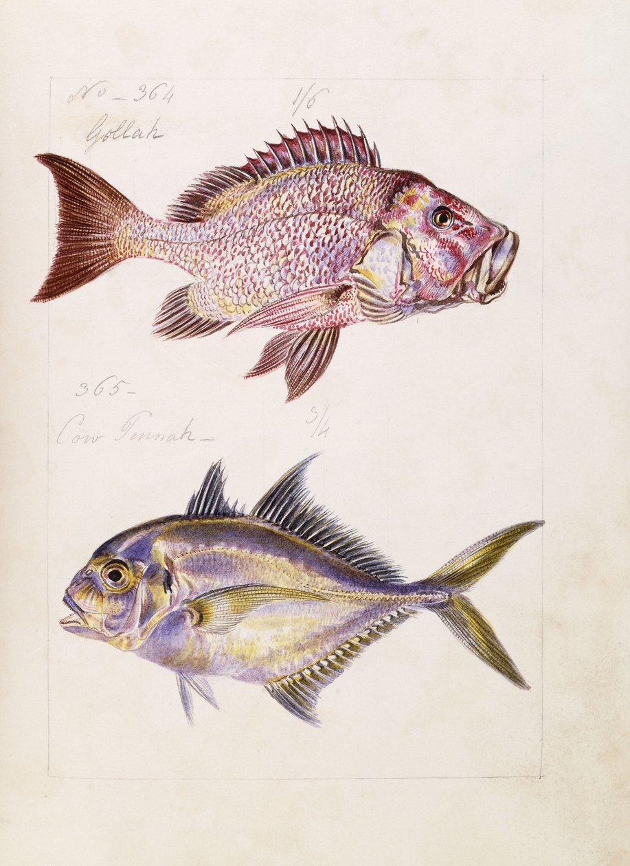 Gollah ecc., c.1850 da French School