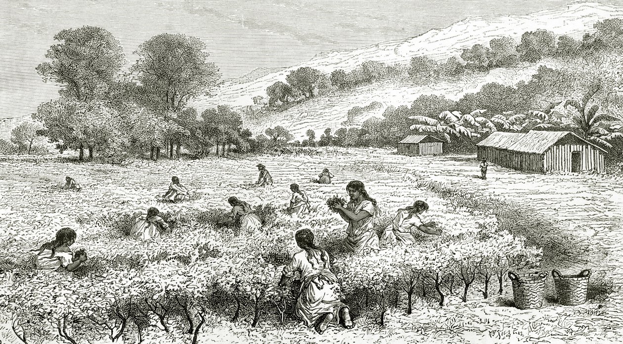 Raccolta di coca, Perù, illustrazione da Le Tour du Monde, 1877 da French School