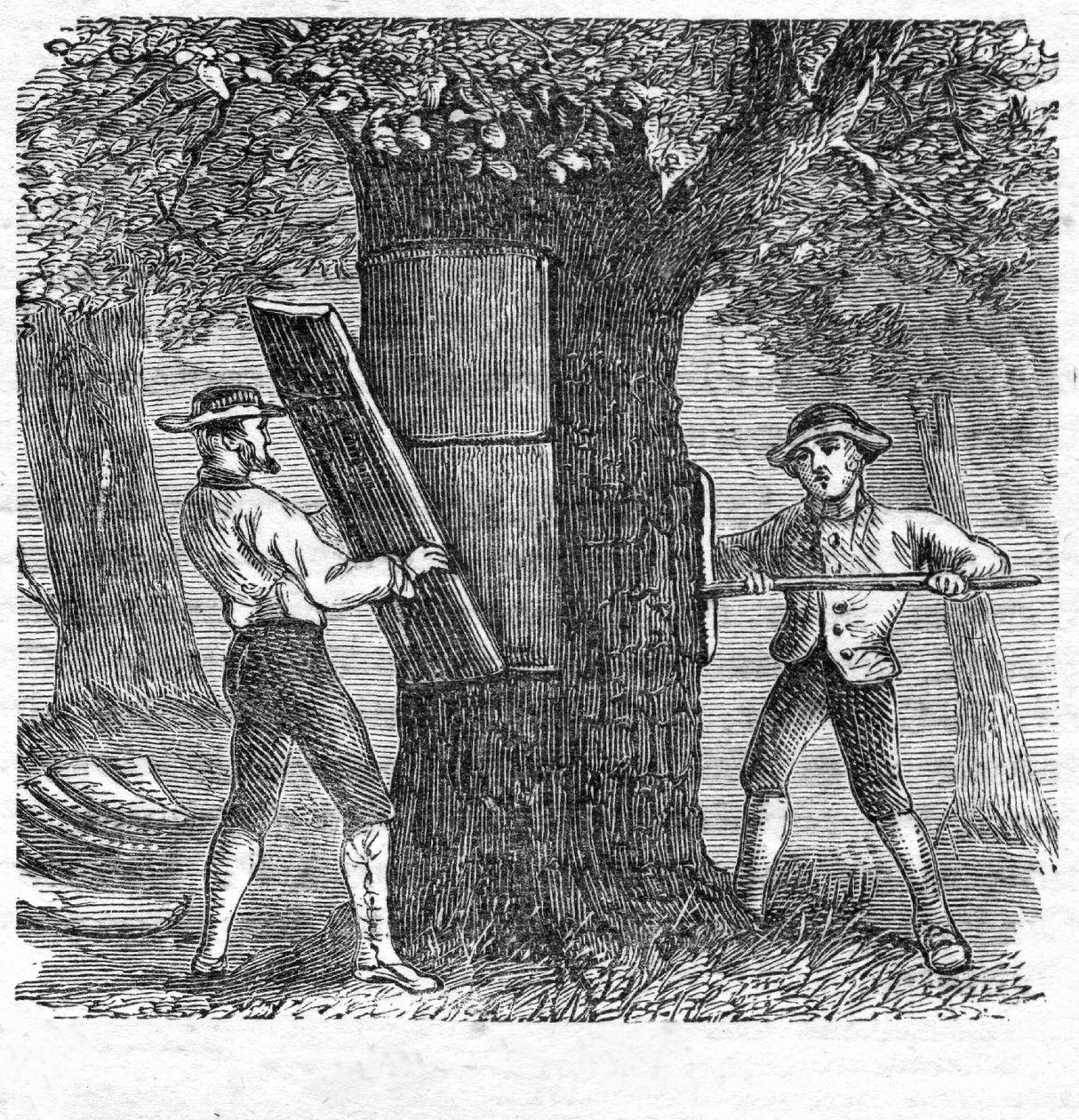 Raccolta del sughero, pub. 1885 incisione, 1885 da French School