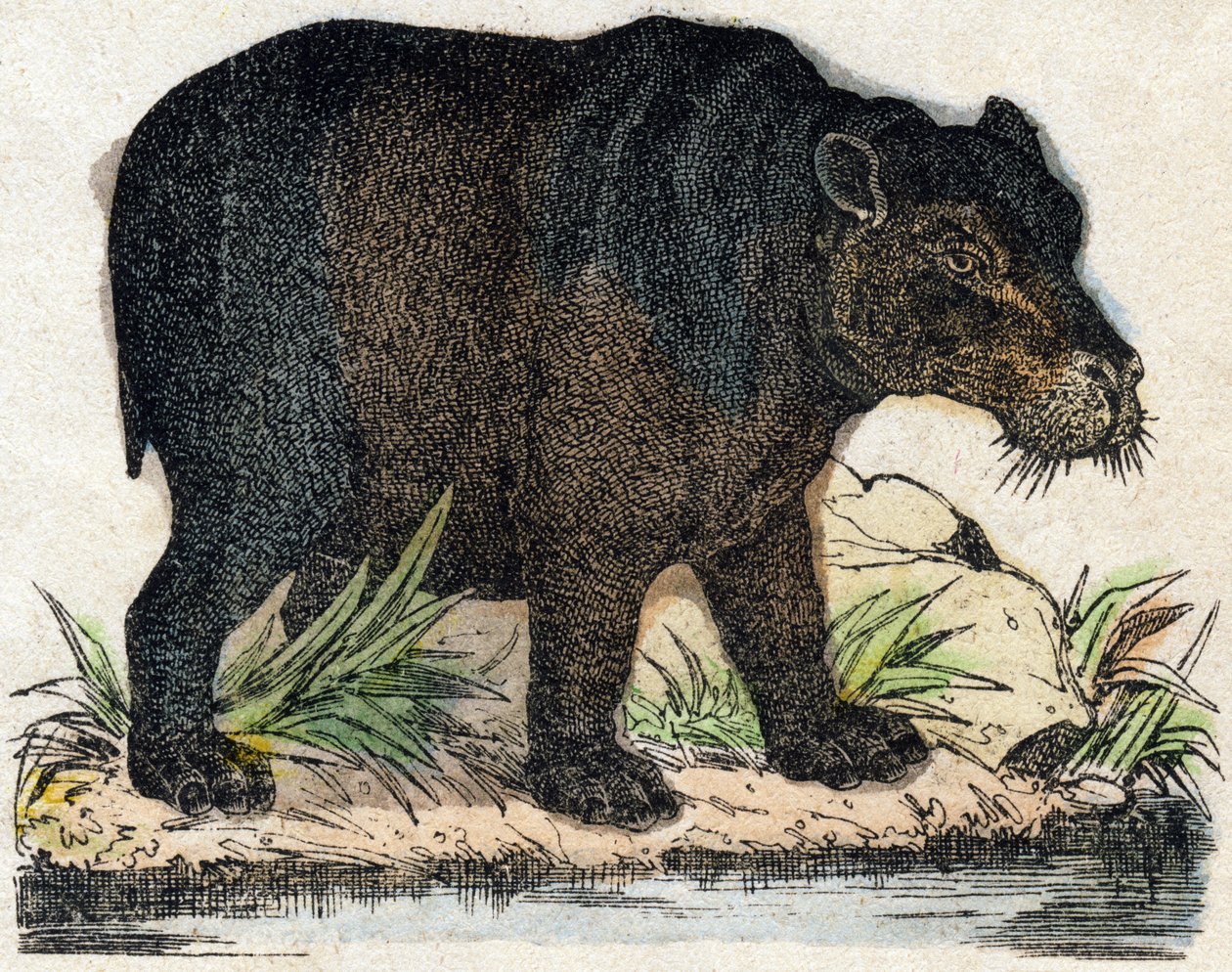 Ippopotamo da French School