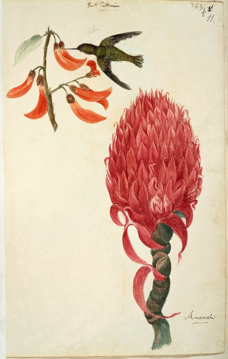 Colibrì (Trochilidae) e ananas (Ananas comosus) di Lejeune da French School