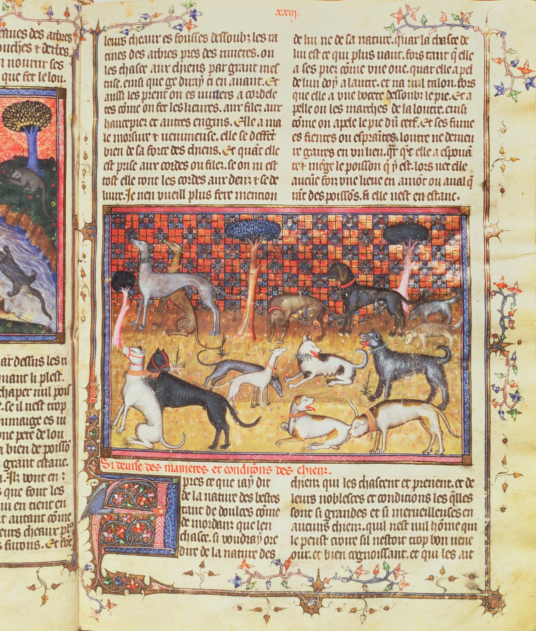 Cani da caccia di Gaston III, Conte di Foix Phebus le Chasseur (1331-91), da Livre de la Chasse, 1387-89 da French School