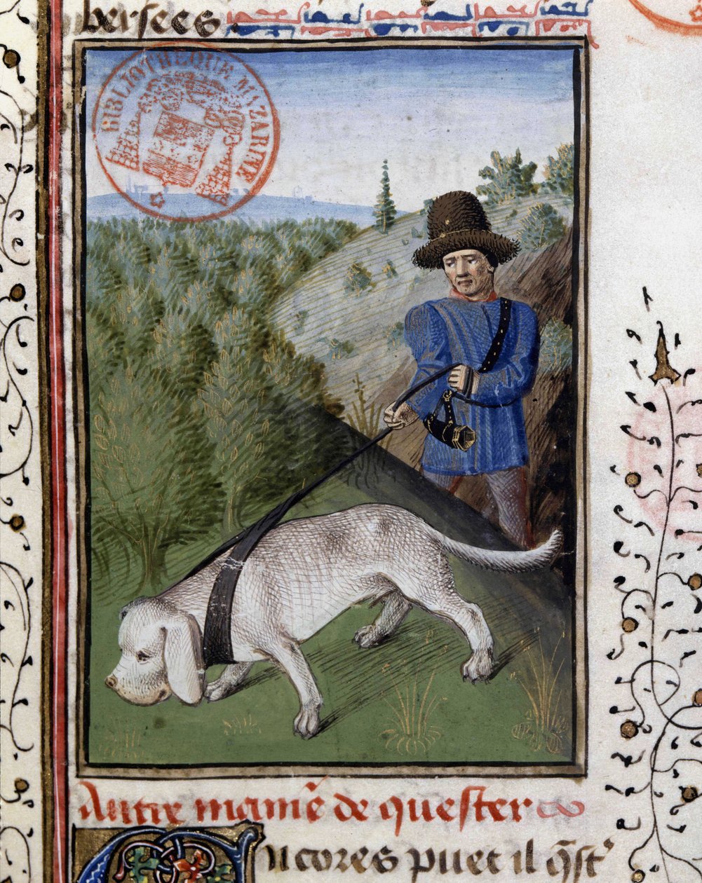 Cane da caccia tenuto al guinzaglio - in 