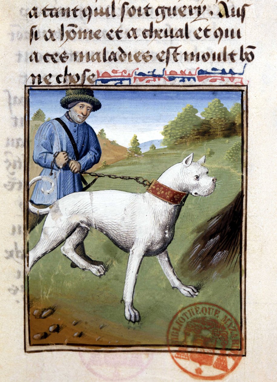 Cane da caccia tenuto al guinzaglio - nel "Libro di Caccia di Gaston Phoebus, Conte di Foix, Signore di Béarn" da French School