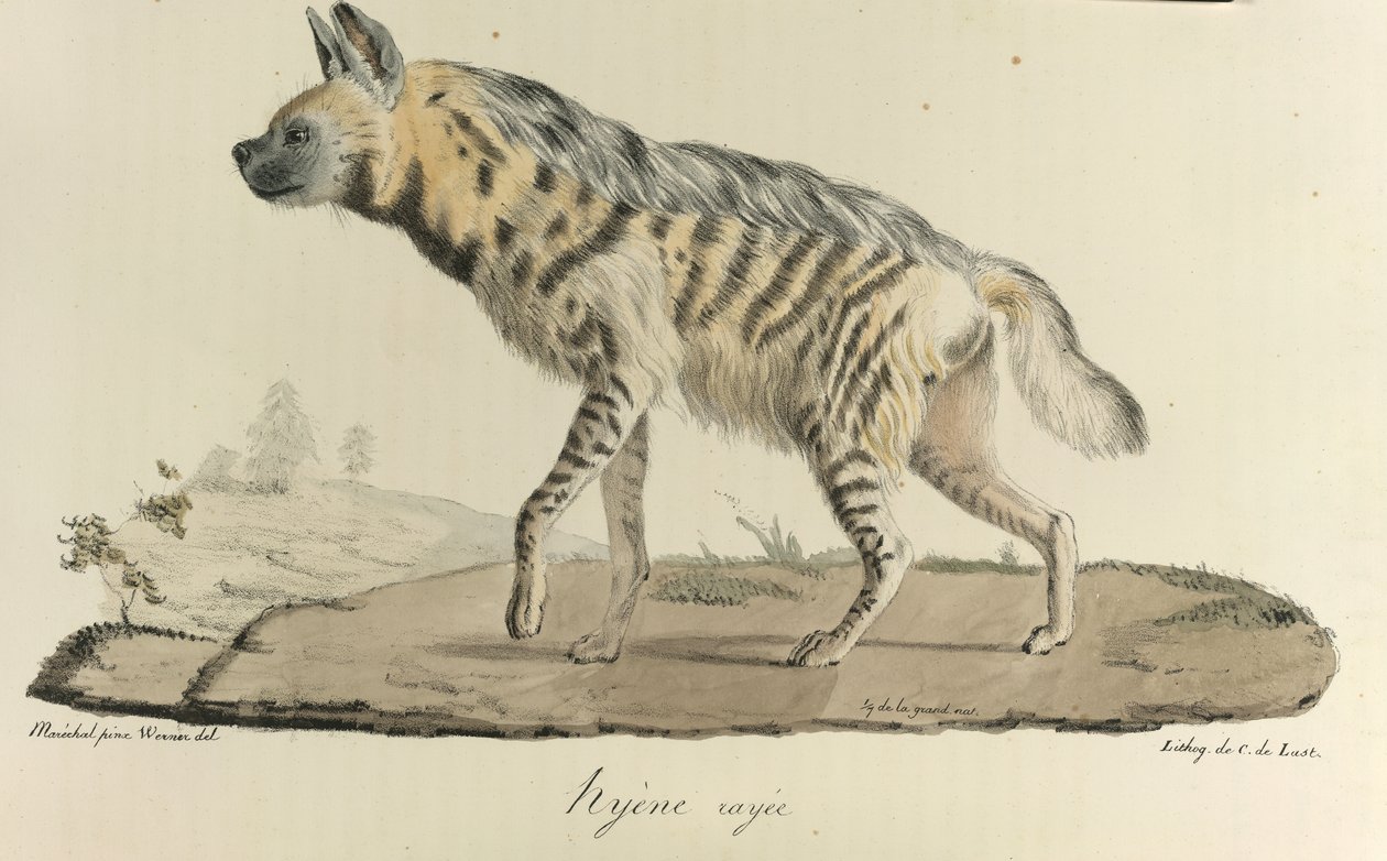 Iena striata, da 