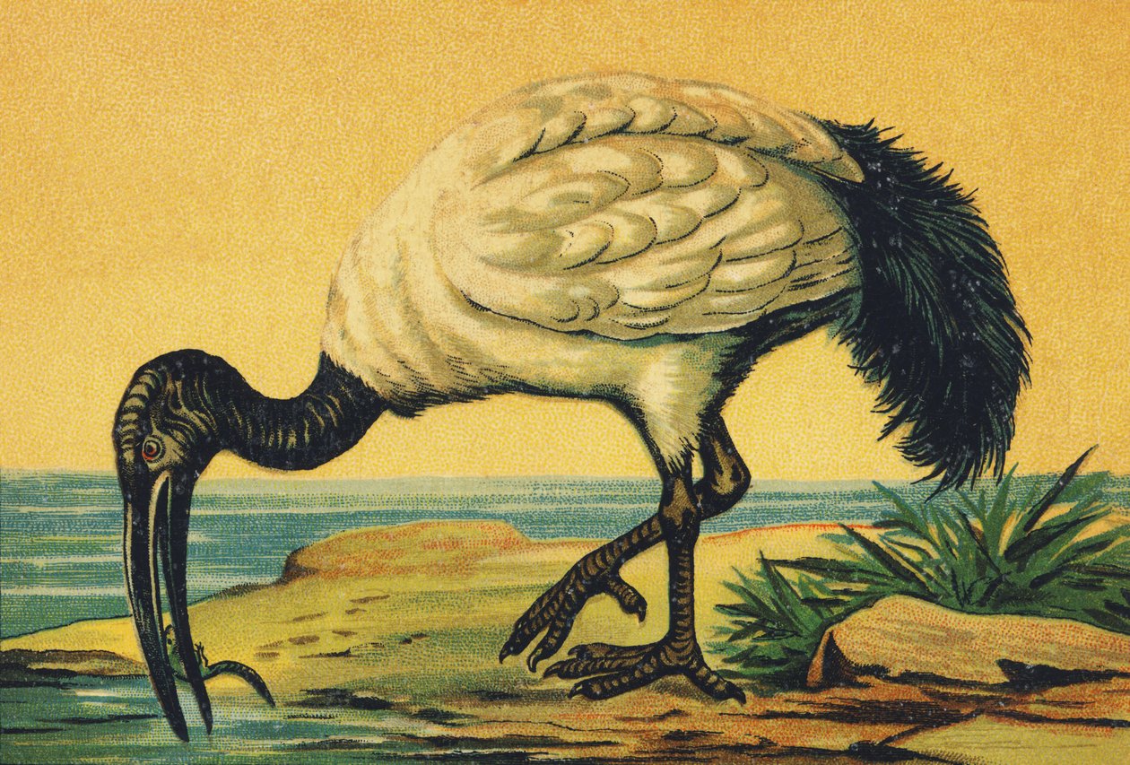 I come Ibis da French School