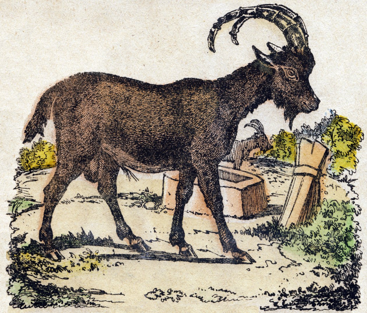 Stambecco. Incisione in "Alfabeto degli animali selvatici". 9a Serie. Immagini di Epinal, Pellerin, stampatore-editore, circa 1870. Incisioni su legno, stencil. 16 pagine. Dim: 20 x 15 cm. Collezione Privata da French School