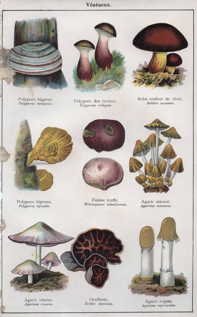 Illustrazione per "mon docteur - traite de medecine et d