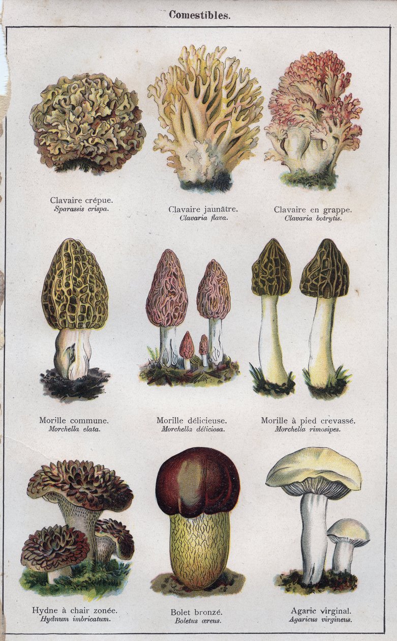 Illustrazione per "mon docteur - traite de medecine et d