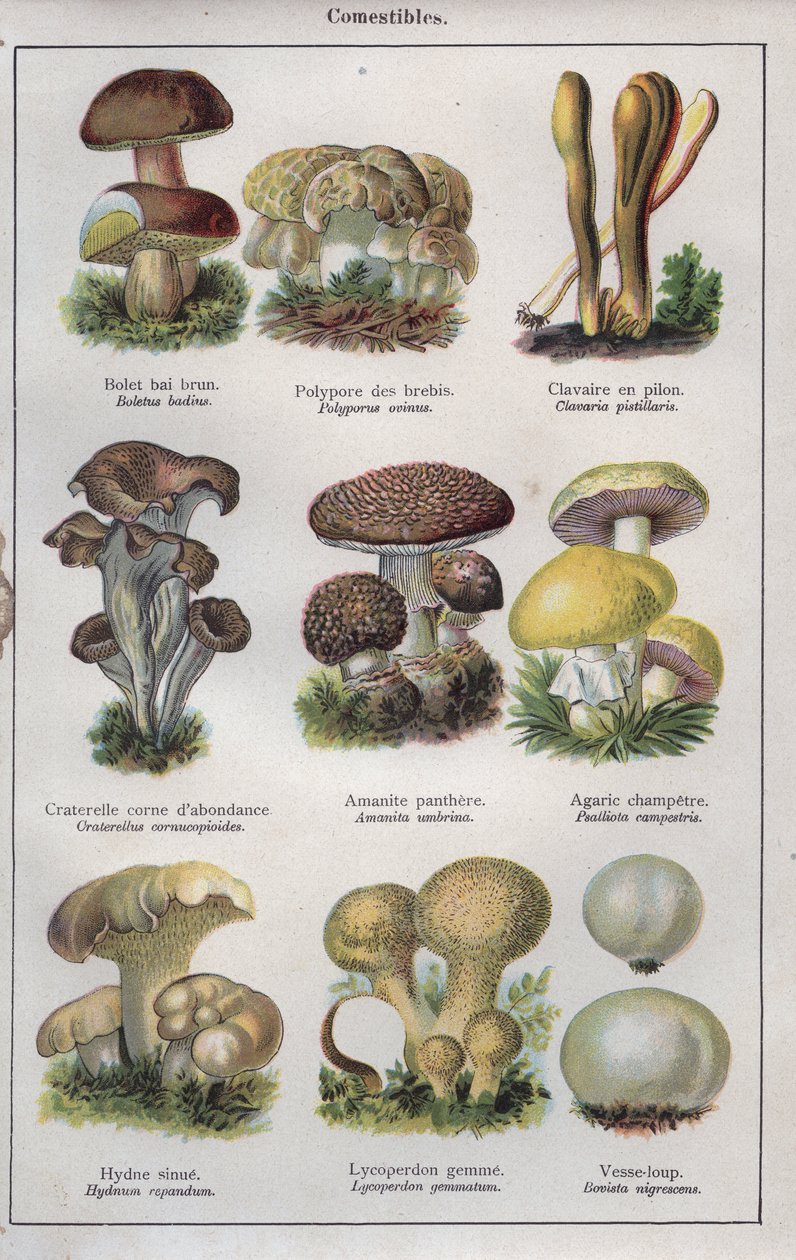 Illustrazione per "traite de medecine et d