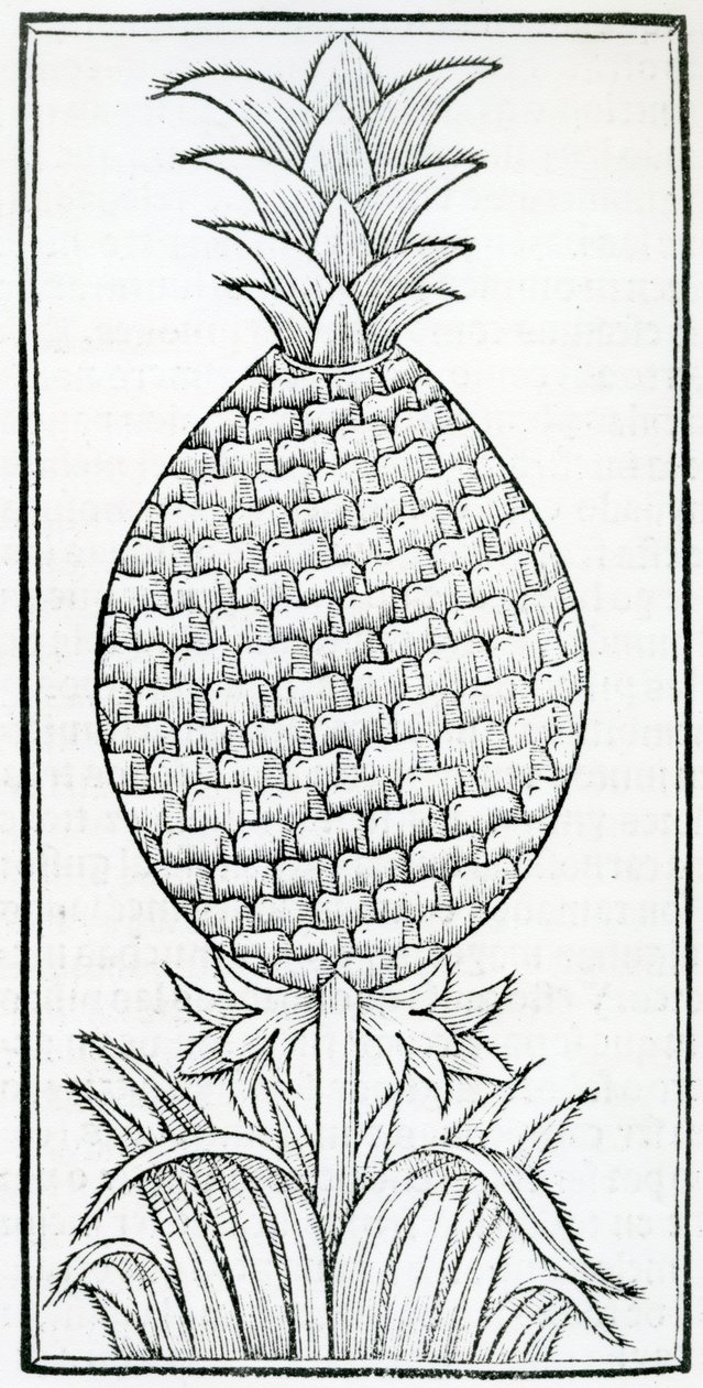 Illustrazione da 