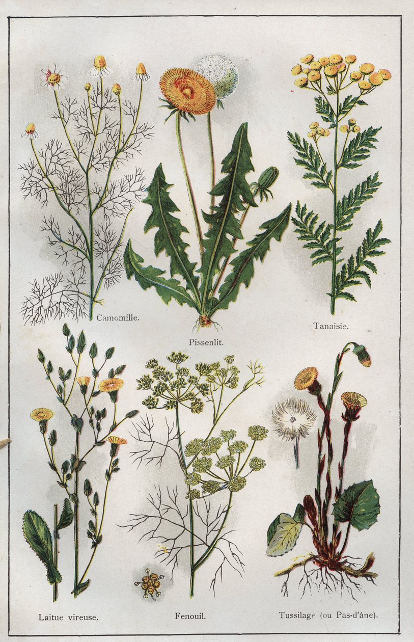 Illustrazione da "Mon docteur - Traite de Medecine et d