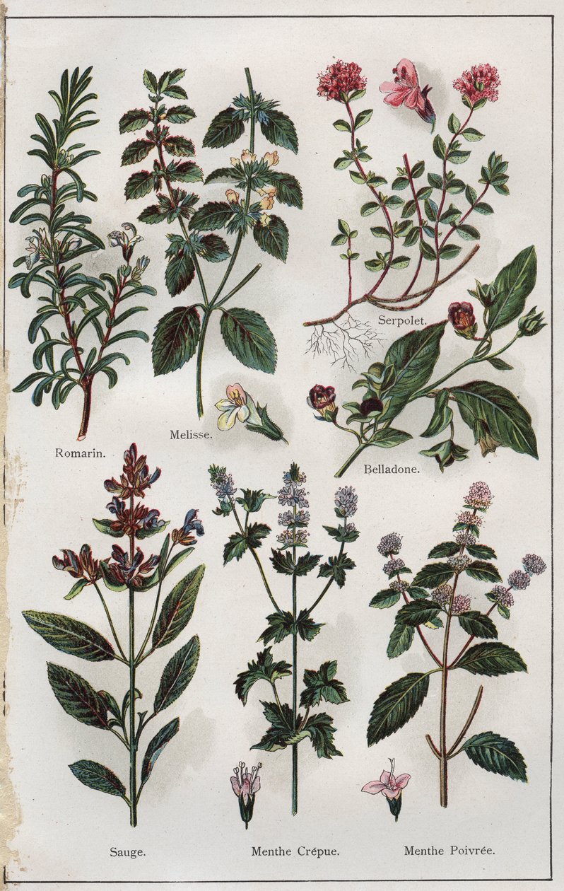 Illustrazione da "Mon docteur, traite de medecine et d