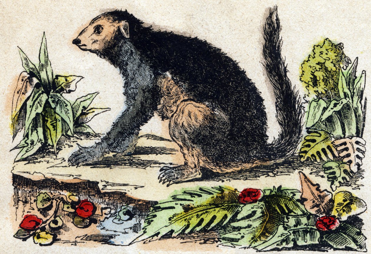 Indri (Lemuriano) da French School