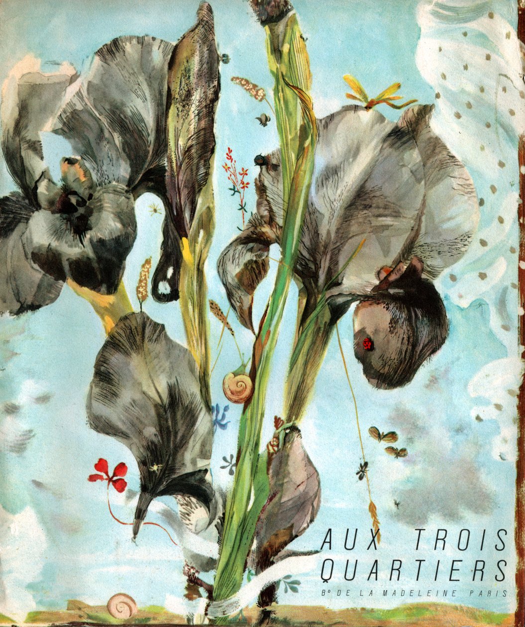 Iris (fiore). (Illustrazione, circa 1920) da French School