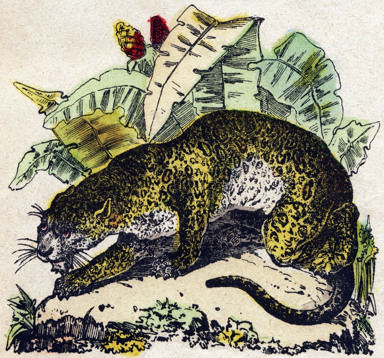 Giaguaro. Incisione in "Alphabet des animaux sauvages". 9a Serie. Immagini di Epinal, Pellerin, stampatore-editore, circa 1870. Incisioni su legno, stencil. 16 pagine. Dim: 20 x 15 cm. Collezione privata da French School