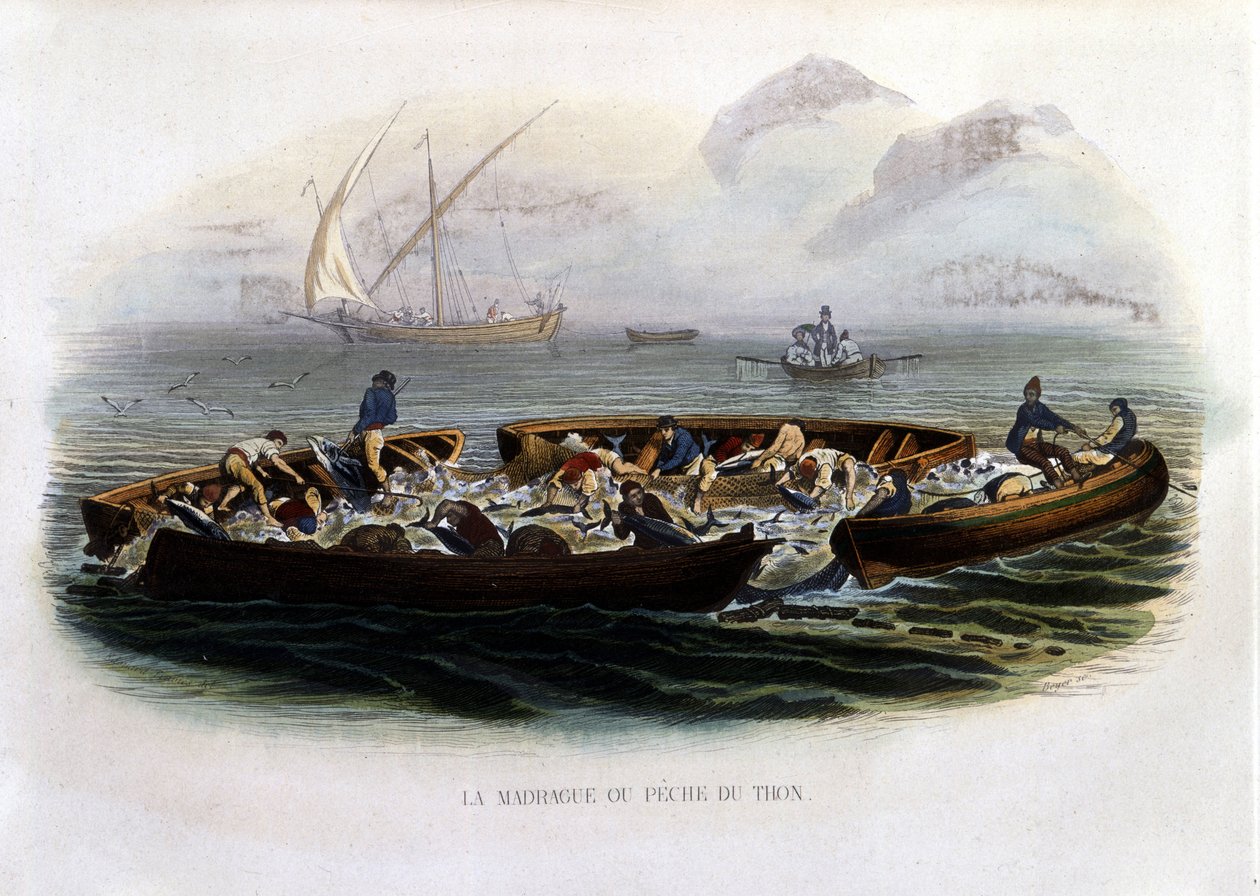 La madrague o pesca del tonno - in "Histoire naturelle de Lacépède" da French School