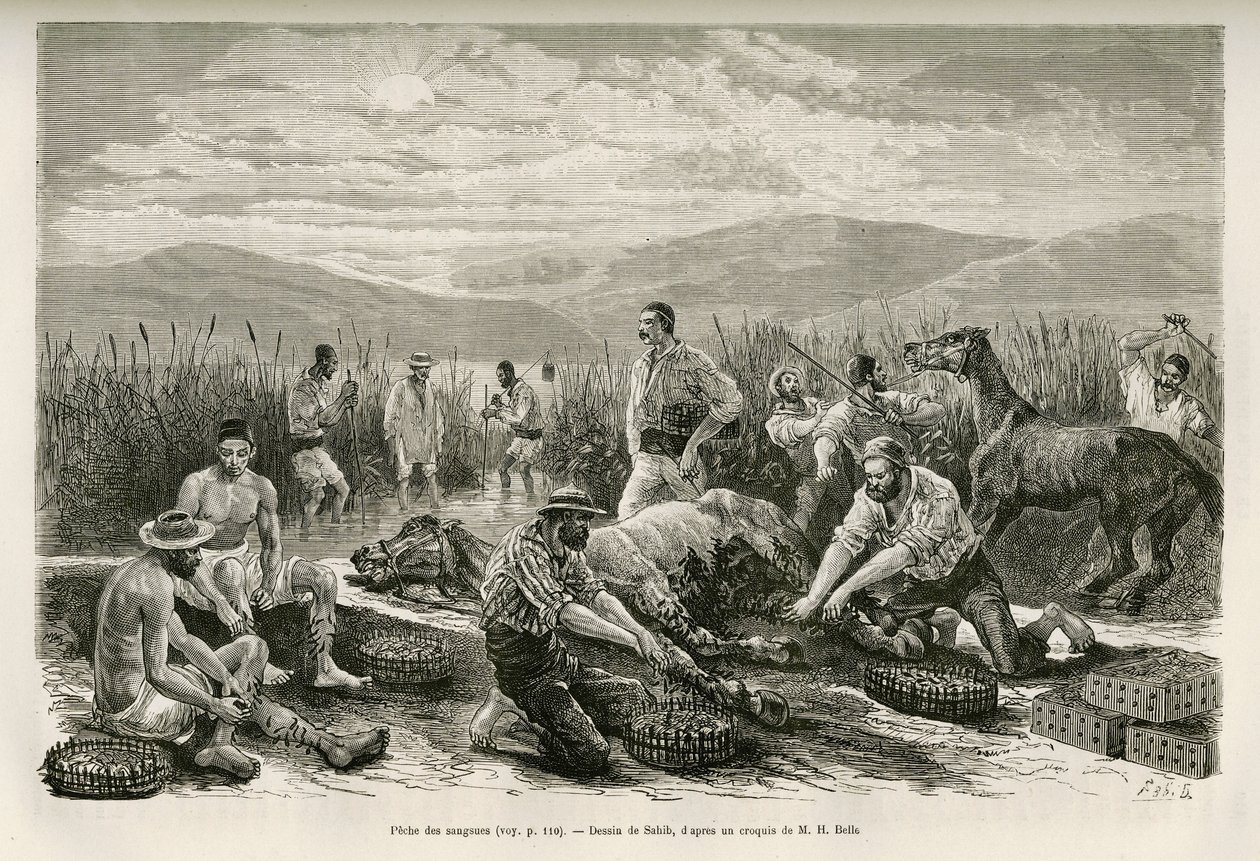 La pesca delle sanguisughe, disegno di Sahib, per illustrare il racconto di Henri Belle: Viaggio in Grecia da French School