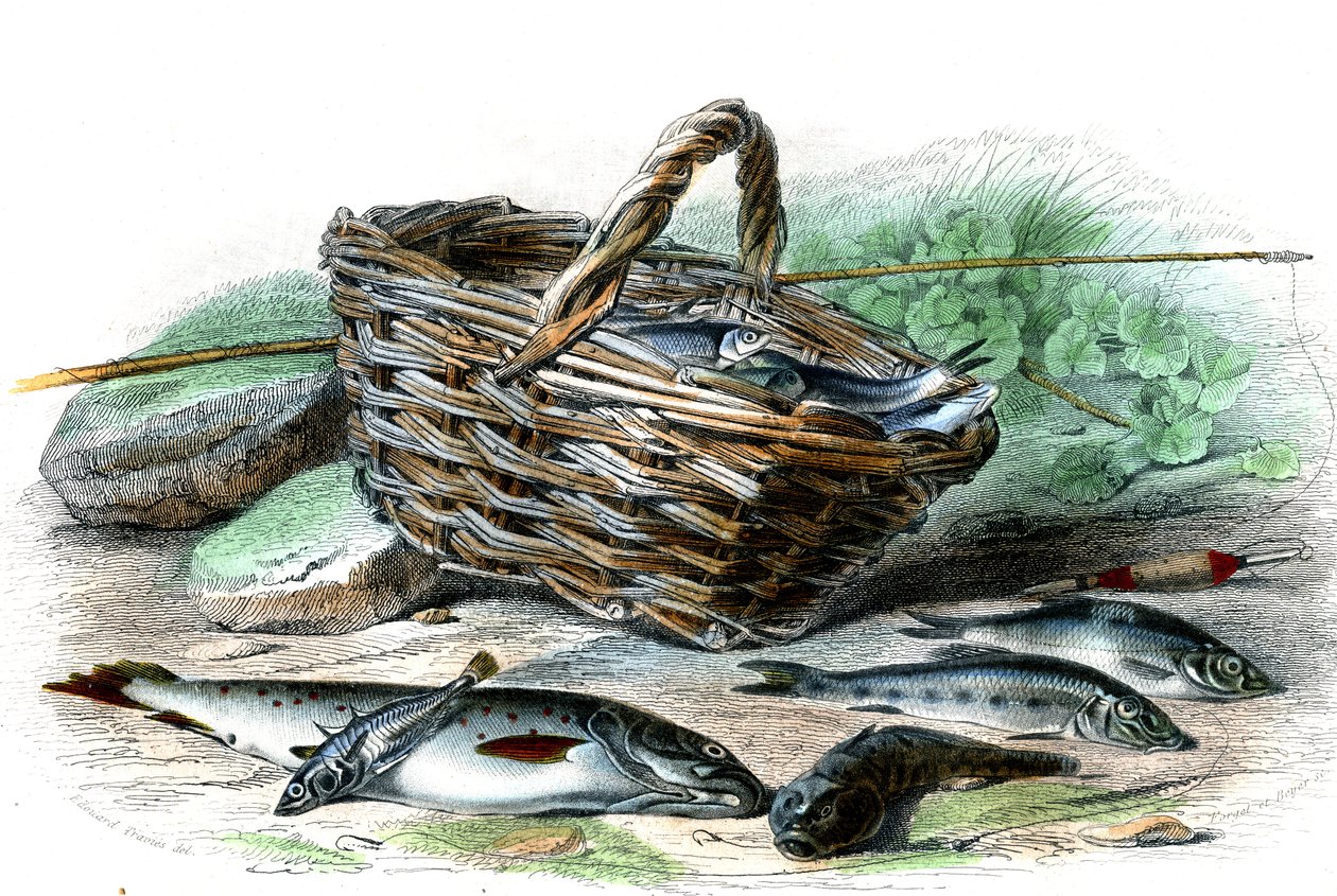 La trota (Salmo Trutta), il cottide Chabot (Collus Chabraea), lo spinarello (Gasterosteus aculeatus), il gobione (Gobio Gobio), l