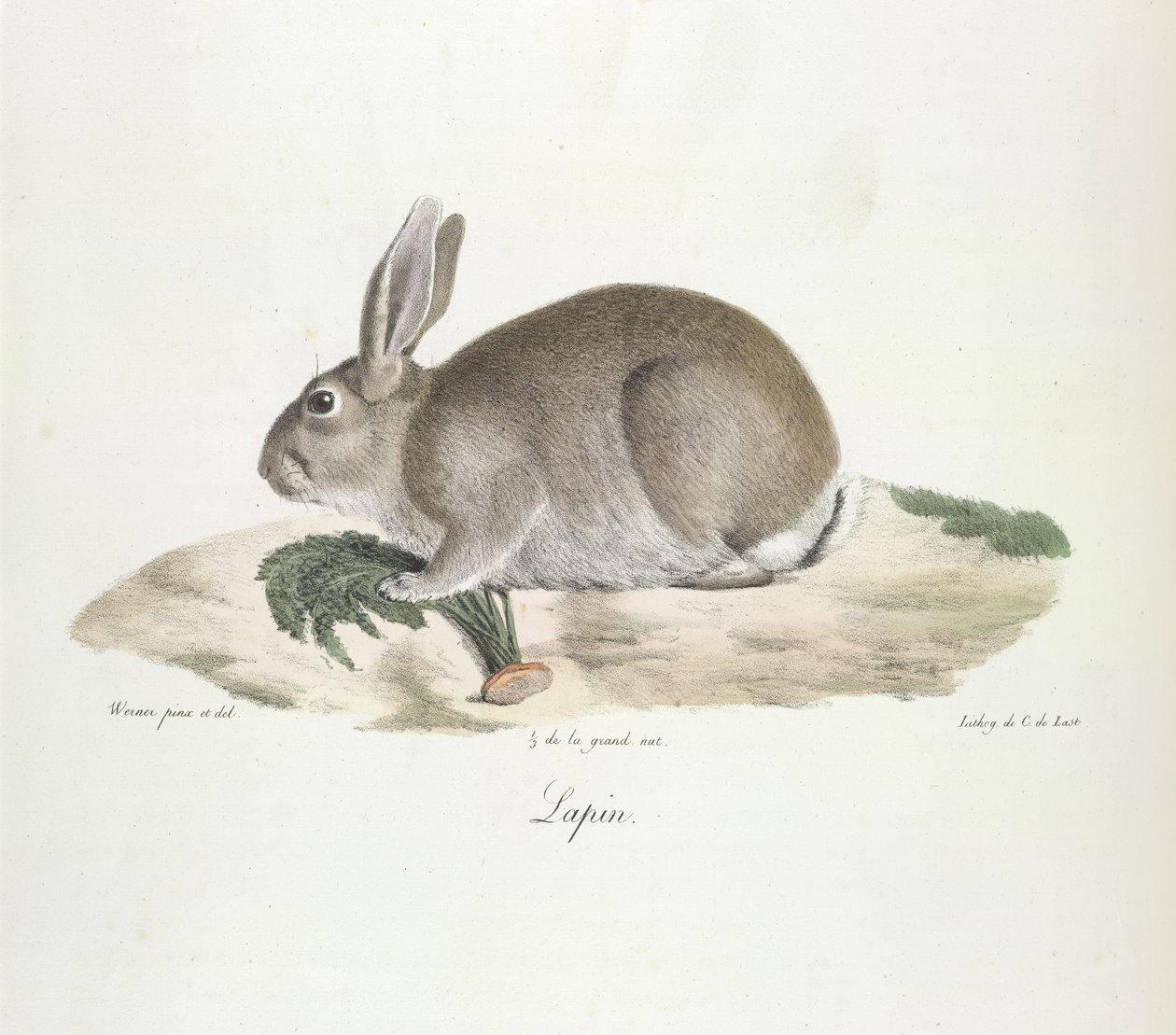 Lapin, Coniglio, da Histoire Naturelle des Mammifères (litografia a colori) da French School