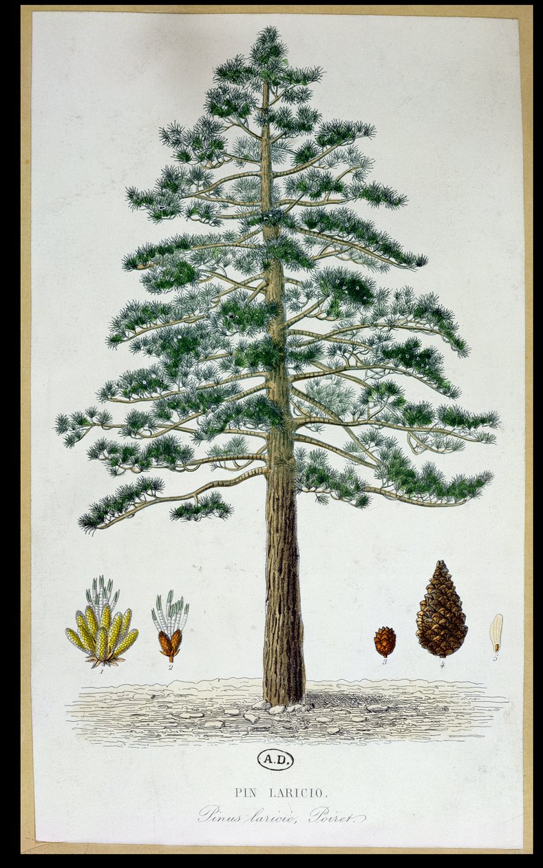 Albero di Pino Laricio da French School