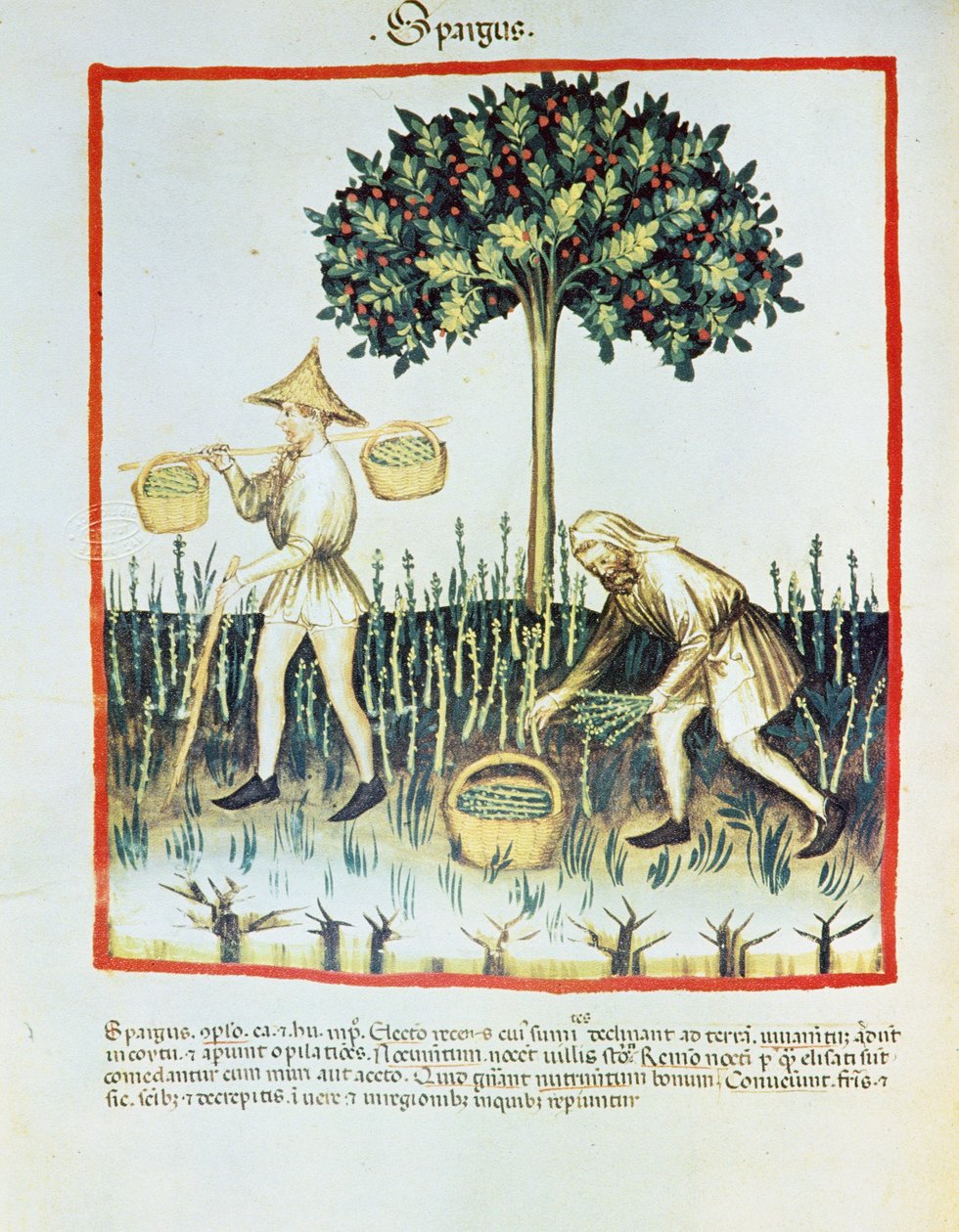 Lat. 9333 folio 23v "Spargus" (Raccoglitori di asparagi) da Tacuinum sanitatis, di Ibn Butlân (pergamena) da French School