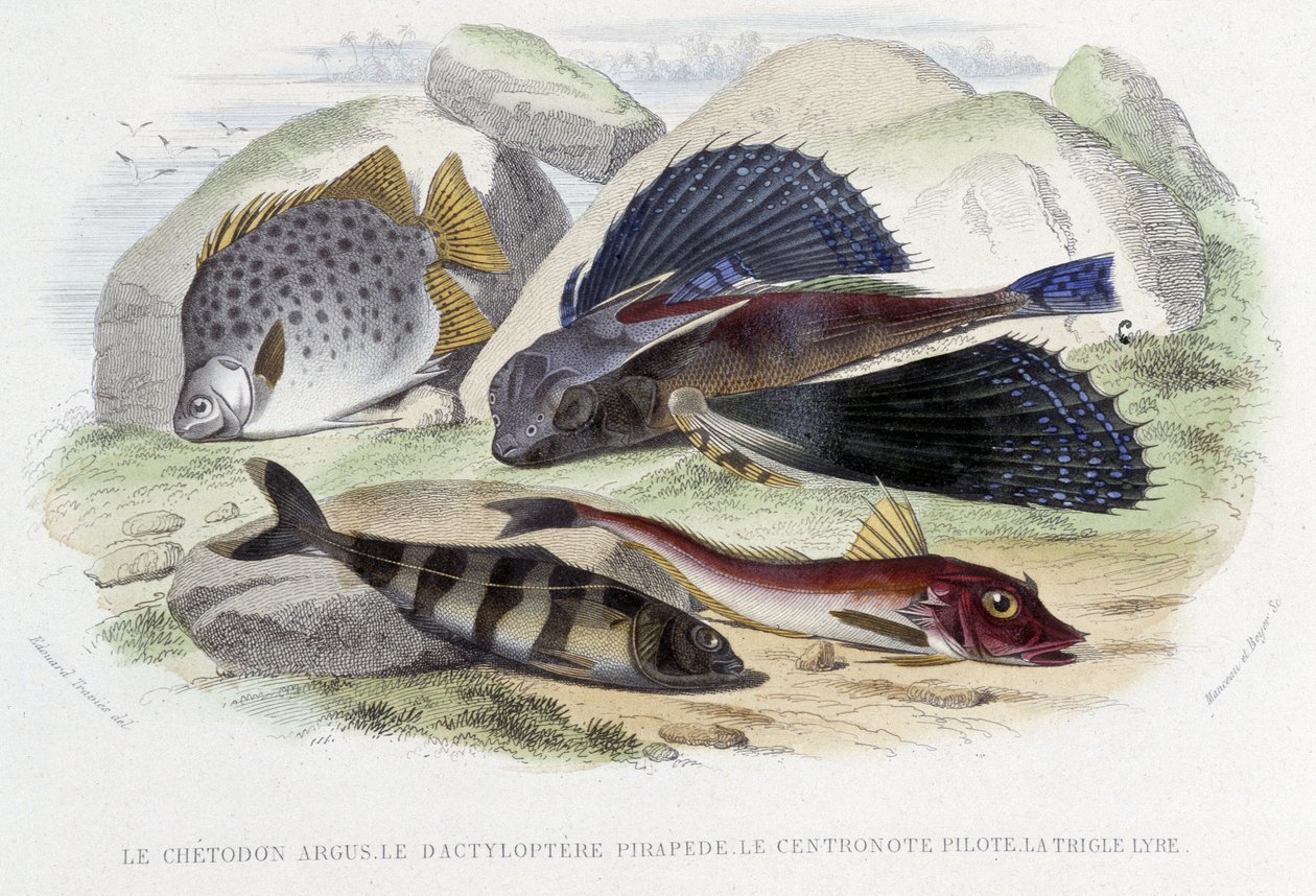 Il chétodon argus, il tyloptera pirapède, il centronote pilota, la trigla lira - in "Histoire Naturelle" di Lacépède, ed. Furne, Parigi da French School