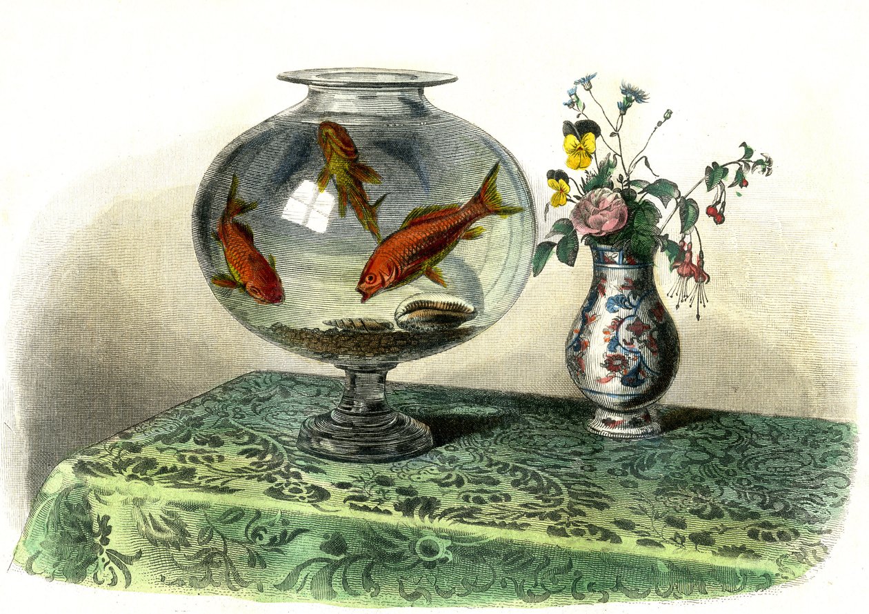 Le cyprin dore (Cyprinus Auratus) - Tavola estratta da Histoire Naturelle di Bernard Germain de Lacepede (1856-1925), edizione P.Furme, Parigi da French School