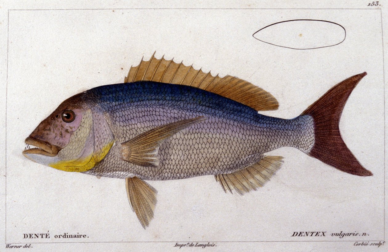 Il dentex da 