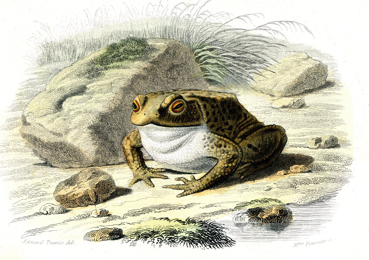 Il rospo (Bufo vulgaris) - Tavola da Storia Naturale di Bernard Germain de Lacepede, edizione P.Furme, Parigi da French School