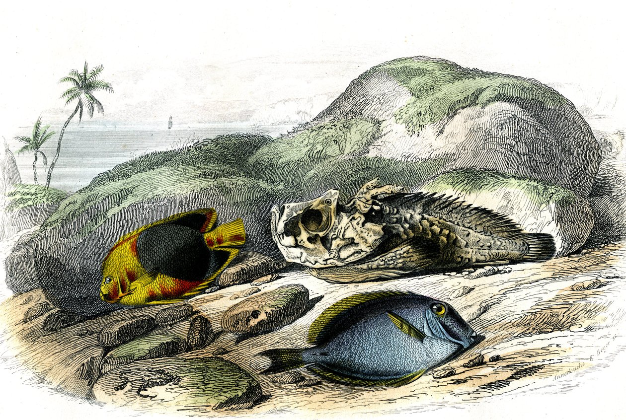 Il tricolore (Holocanthus tricolor), l