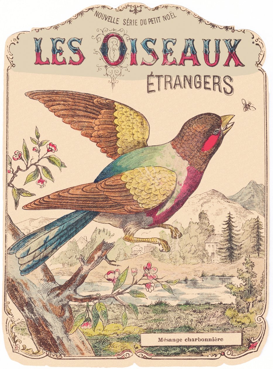 Les Oiseaux Étrangers: copertina dell