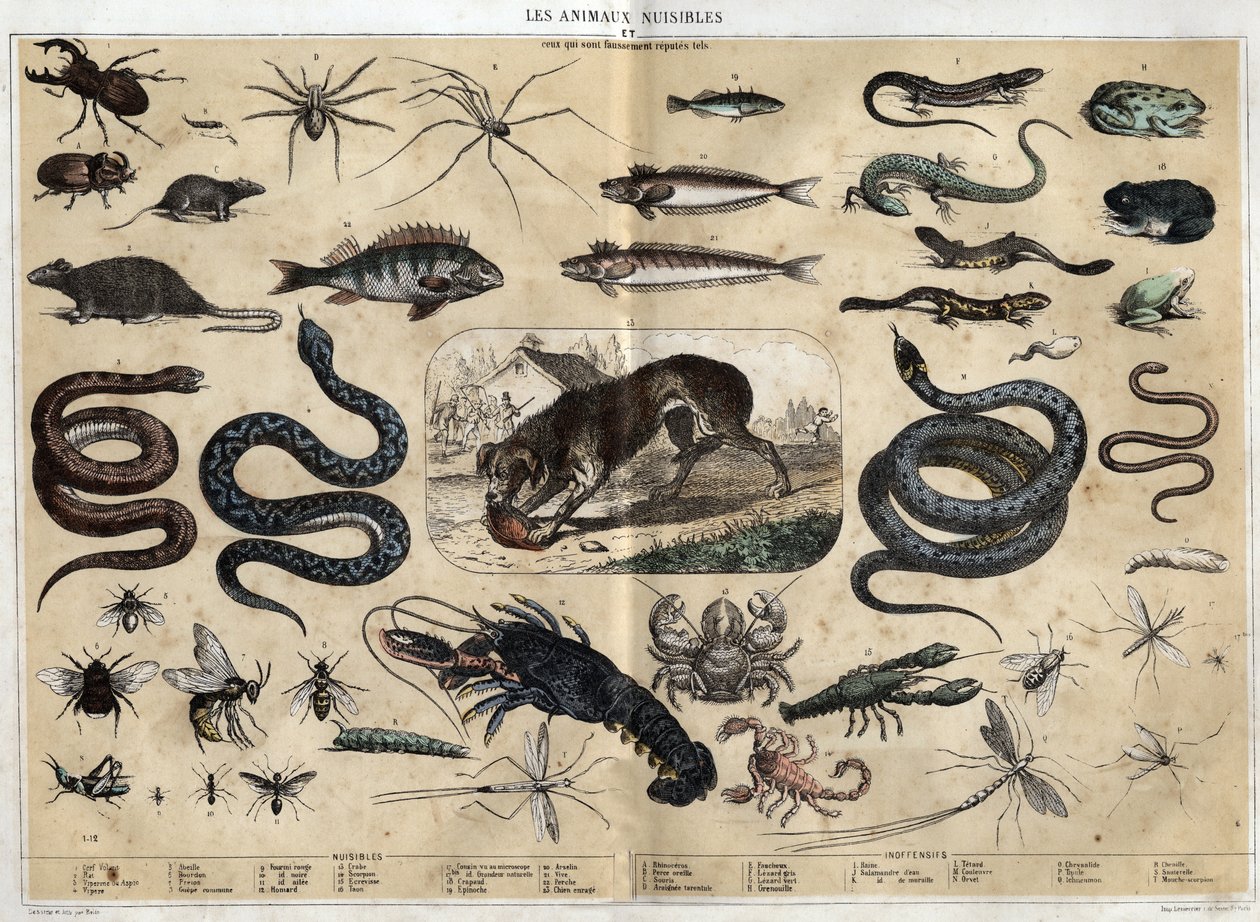 Les animaux nuisibles. incisione del 1860 in "les Récréations instructives" Sinottico dipinto di Jules DELBRUCK. Collezione privata da French School