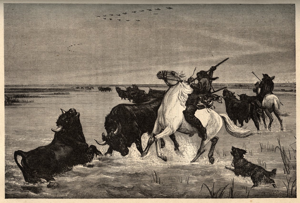 I buoi (razza bovina) della Camargue secondo il dipinto di Vayson - incisione in "PATRIE" - DESCRIZIONE PITTORESCA DELLA FRANCIA IN 6 VOLUMI DI LUCIEN HUARD - fine XIX secolo da French School