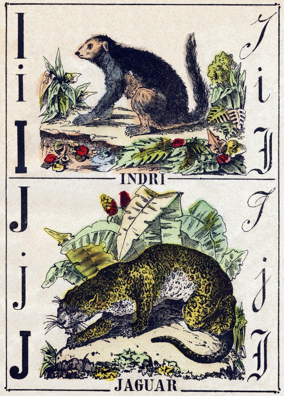 Lettera I Indri (Lemurien); J Giaguaro. Incisione in "Alphabet des animaux sauvages". 9a Serie. Immagini di Epinal, Pellerin, stampatore-editore, circa 1870. Incisioni su legno, stencil. 16 pagine. Dim: 20 x 15 cm. Collezione privata da French School