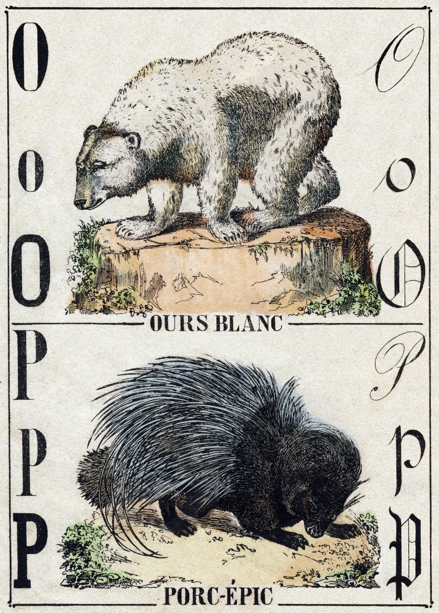 Lettera O Orso; P Porcospino da French School
