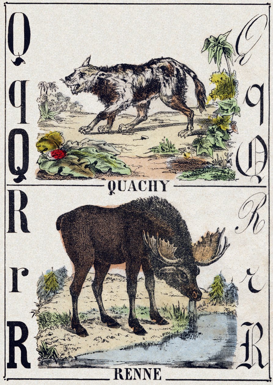 Lettera Q Quachy (cane leone sudamericano); R Renna. Incisione in "Alfabeto degli animali selvatici". 9a Serie. Imagerie d