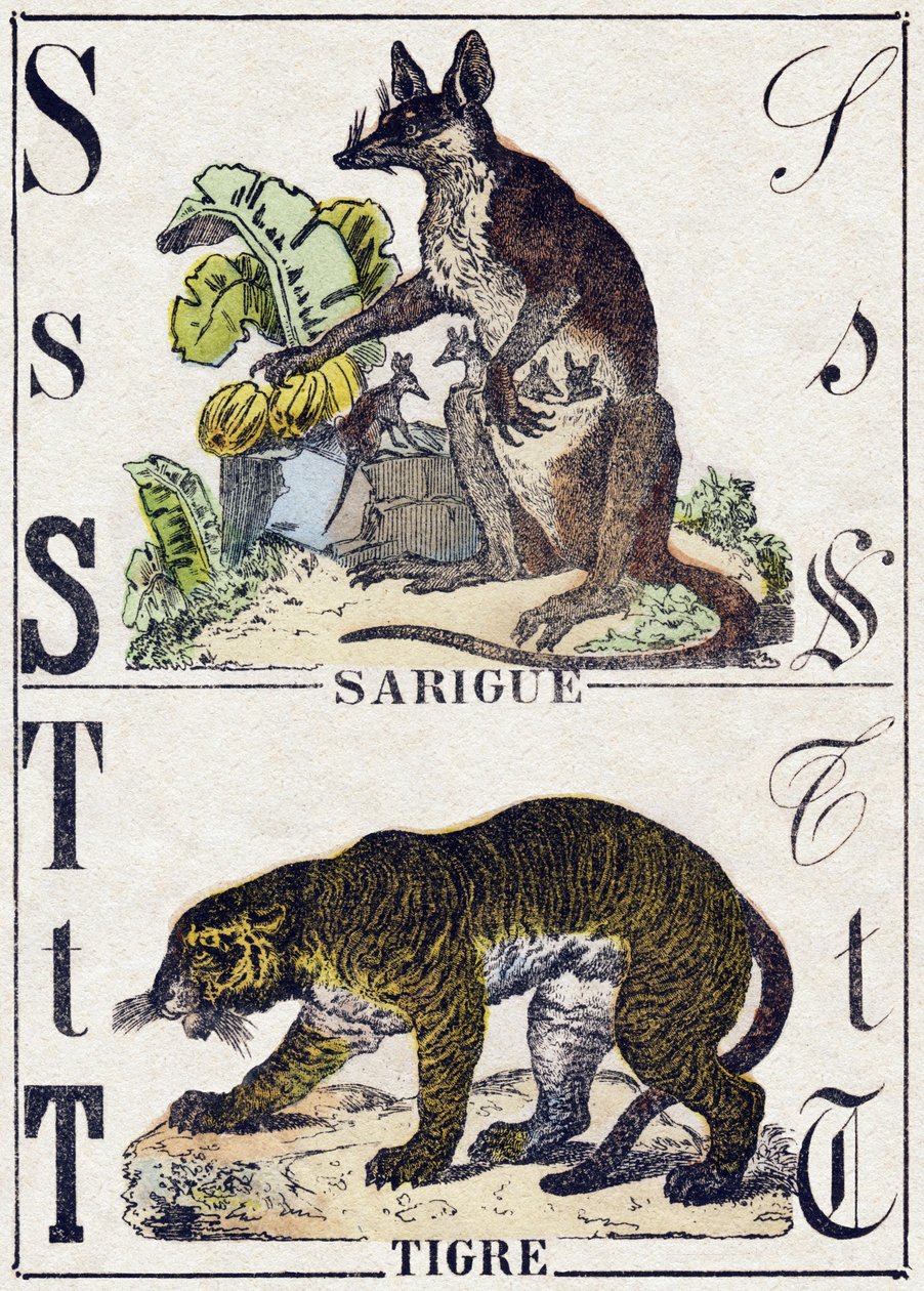 Lettera S Sarigue (Opossum); T Tigre. Incisione in "Alfabeto degli animali selvatici". 9a Serie. Immagini di Epinal, Pellerin, stampatore-editore, circa 1870. Incisioni su legno, stencil. 16 pagine. Dim: 20 x 15 cm. Collezione Privata da French School
