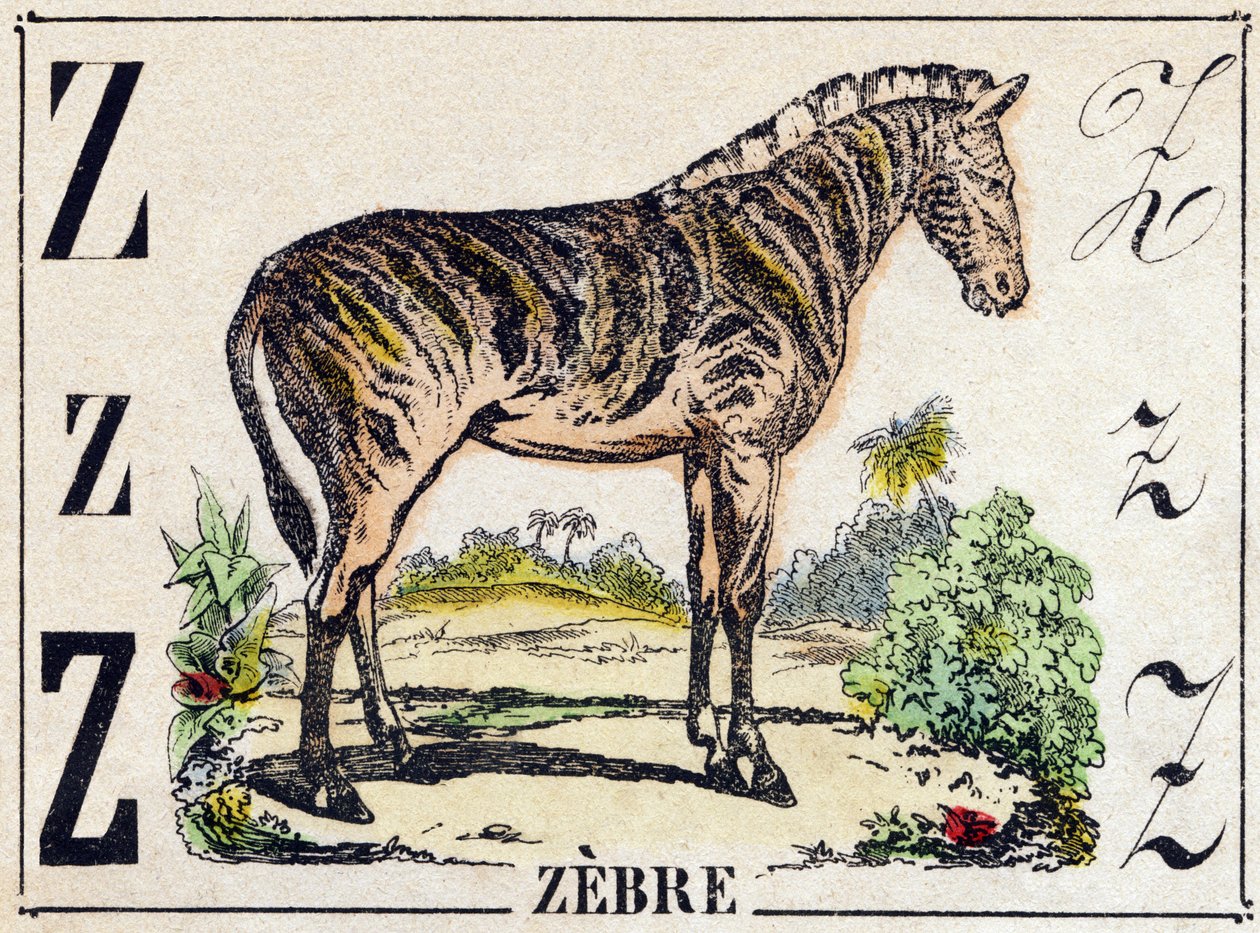 Lettera Z Zebra. Incisione in "Alfabeto degli animali selvatici". 9a Serie. Imagerie d