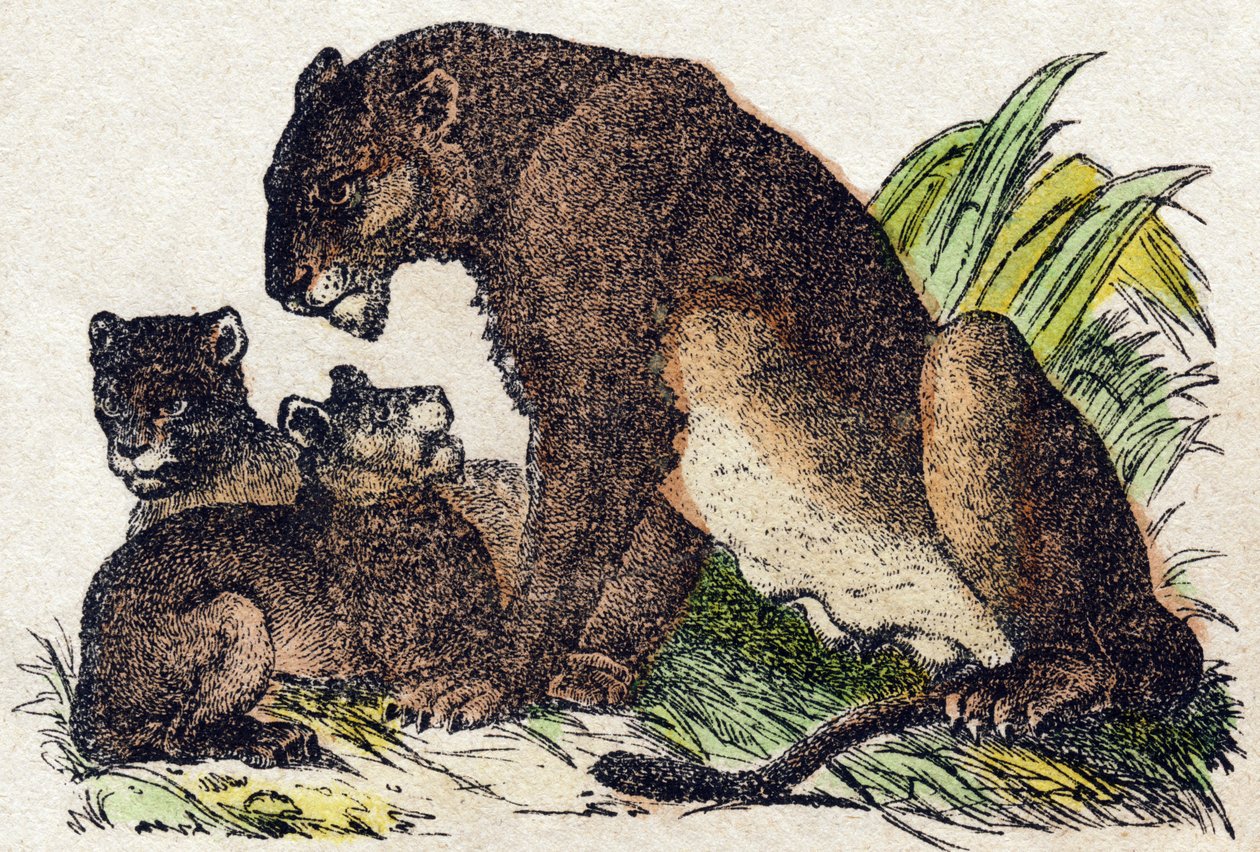 Leonessa. Incisione in "Alfabeto degli animali selvatici". 9a Serie. Immagini di Epinal, Pellerin, stampatore-editore, circa 1870. Incisioni su legno, stencil. 16 pagine. Dim: 20 x 15 cm. Collezione privata da French School