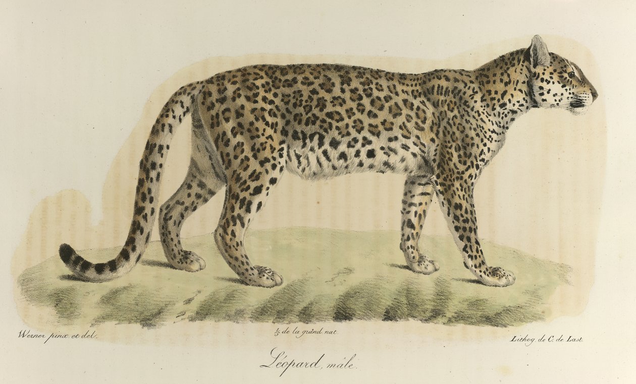 Leopardo maschio, da 