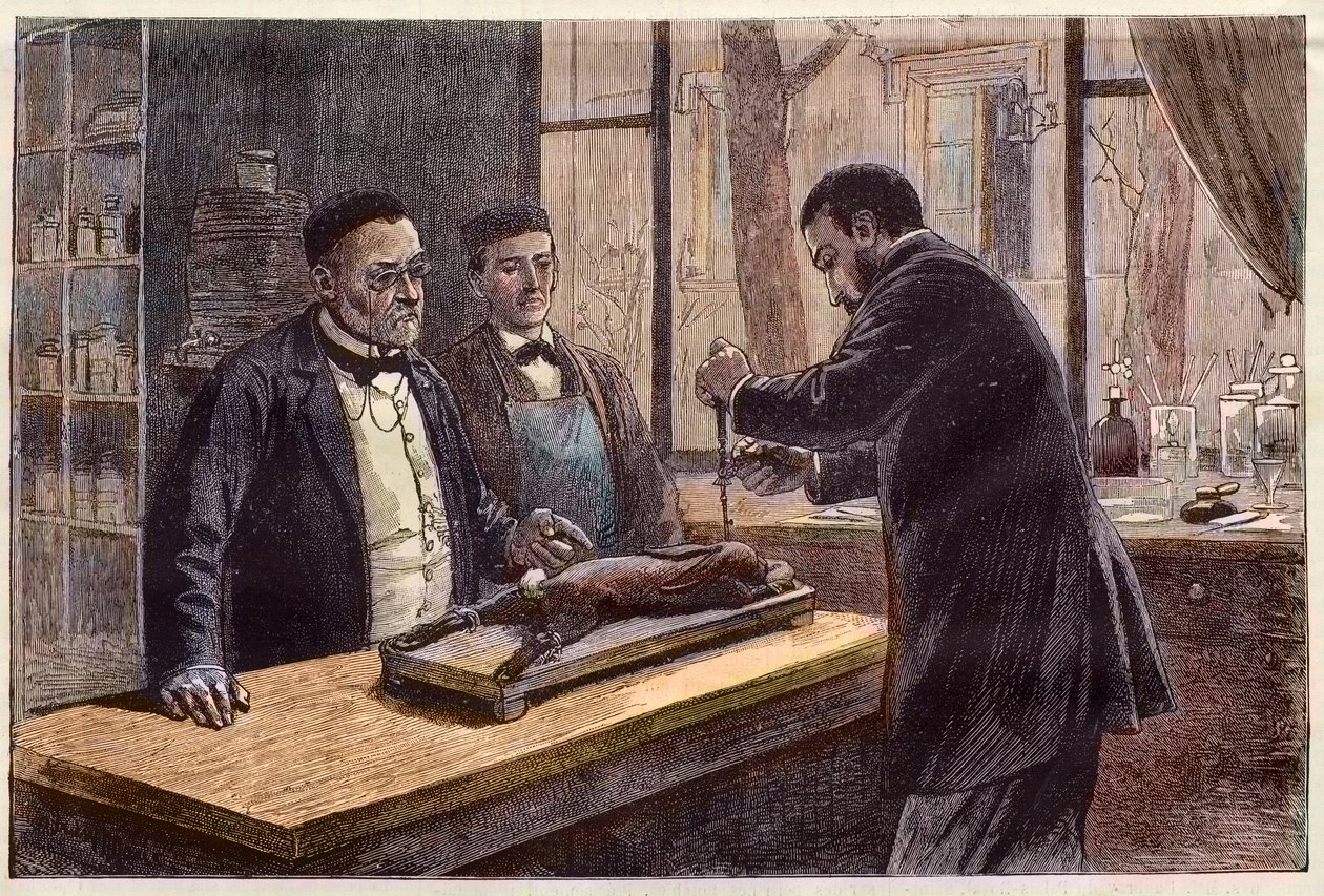 Louis Pasteur (1822-1895), chimico e microbiologo francese, sperimenta su un coniglio cloroformizzato durante la sua ricerca di una cura per la rabbia da French School