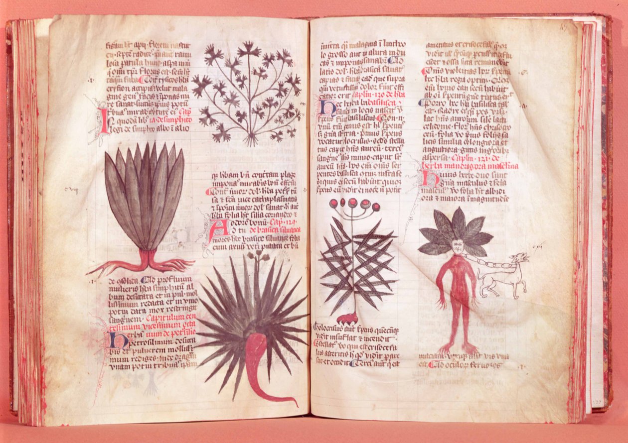 Mandragora, da un trattato di Dioscoride (40-90 d.C.) da French School