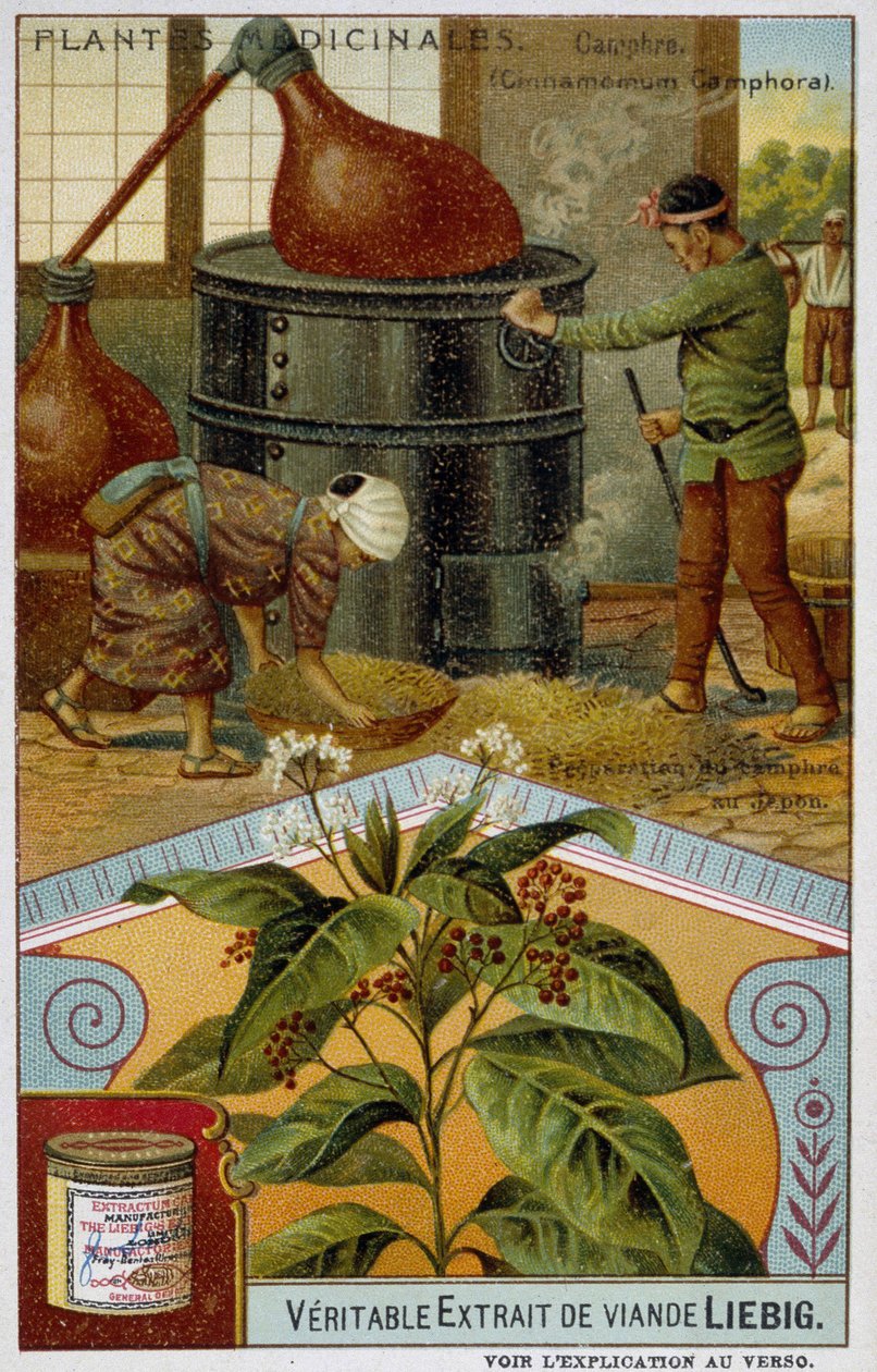 Piante medicinali: canfora; preparazione della canfora in Giappone - Cromolitografia Liebig, ca. 1900 da French School