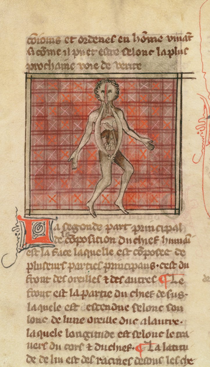 Figura anatomica, da La Chirurgia di Maestro Enrico di Mondeville da French School